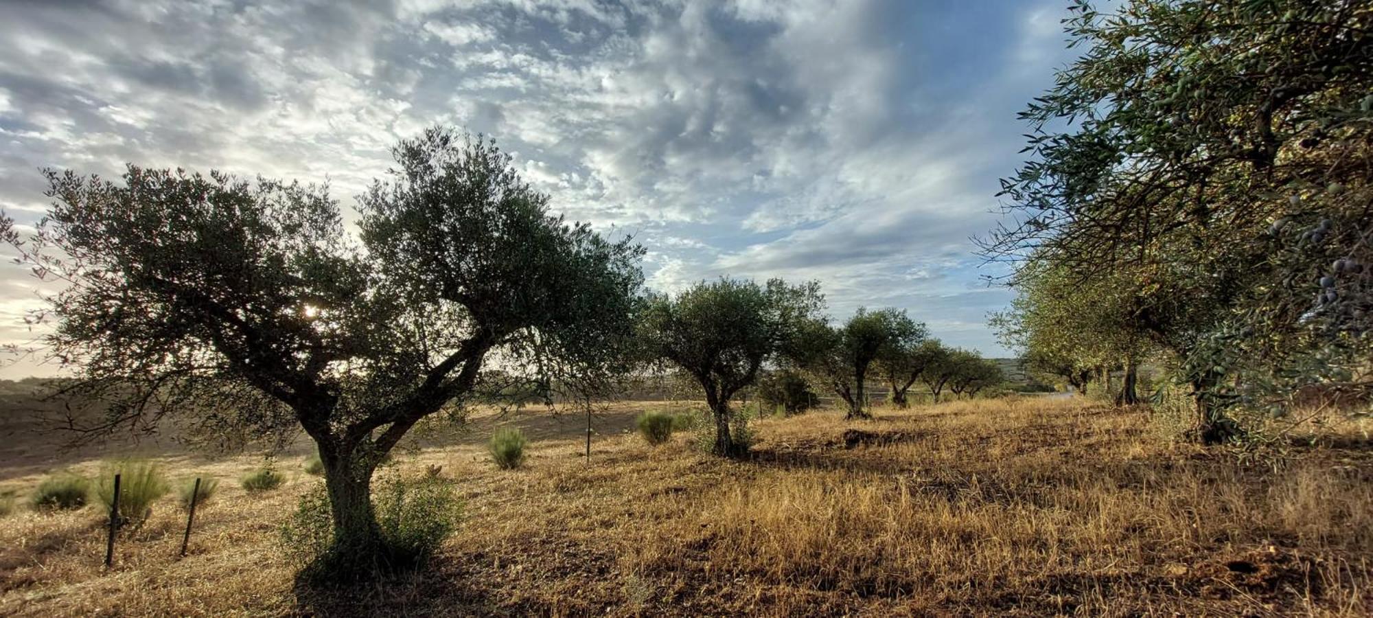 Amareleja Quinta Monte Da Azinheira Bed & Breakfast エクステリア 写真